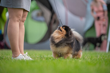 Pies Szpic miniaturowy, pomeranian  © Grzegorz