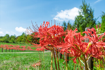 Close up of beautiful red spider lily lycoris radiata blooming under blue sky in autumn field natural landscape background for web design banner