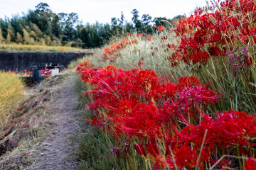 Beautiful red spider lily lycoris radiata flowers blooming in cluster along rural path in autumn Japan landscape background with copy space for web design banner