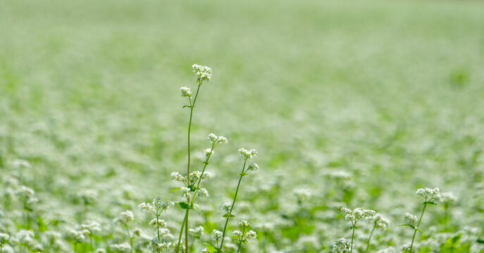 Close up of white buckwheat flowers blooming in field scenic agriculture land in autumn Japan with copy space for organic food web banner design