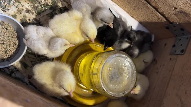 Two-week-old chicks of laying hens and broilers in a wooden box. Sitting around a water drinker. Vertical video.