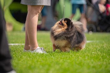 Pies Szpic miniaturowy, pomeranian  © Grzegorz