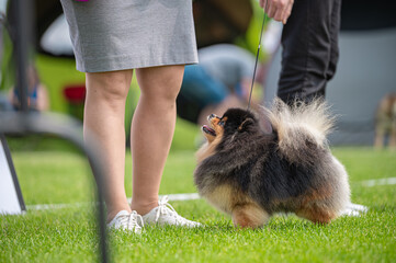 Pies Szpic miniaturowy, pomeranian  © Grzegorz