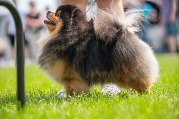 Pies Szpic miniaturowy, pomeranian  © Grzegorz
