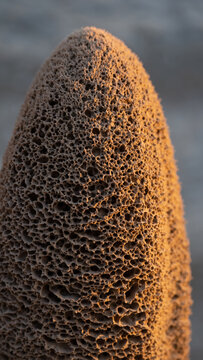 Close-up of a porous, elongated natural sponge or coral specimen.