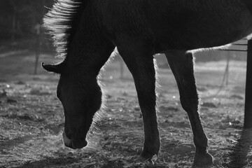 Close-up of a horse shaking its mane in black and white © ccestep8