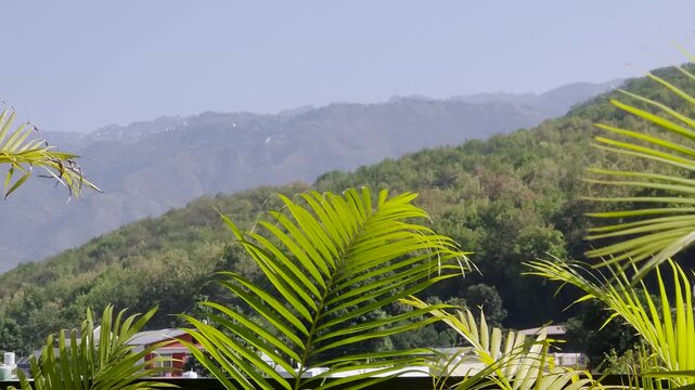 Lush tree-covered Himalayan foothills rise above residential neighborhoods in Dehradun, Uttarakhand, with trees in the foreground. showcasing a peaceful blend of urban living and natural landscapes.