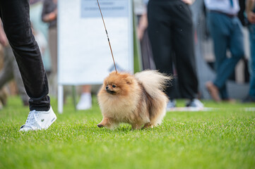 Pies Szpic miniaturowy, pomeranian  © Grzegorz