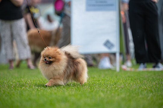 Pies Szpic miniaturowy, pomeranian 