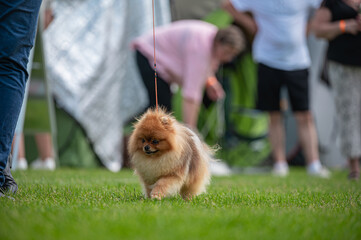 Pies Szpic miniaturowy, pomeranian  © Grzegorz
