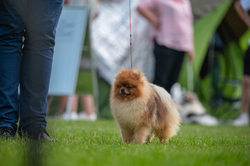 Pies Szpic miniaturowy, pomeranian  © Grzegorz