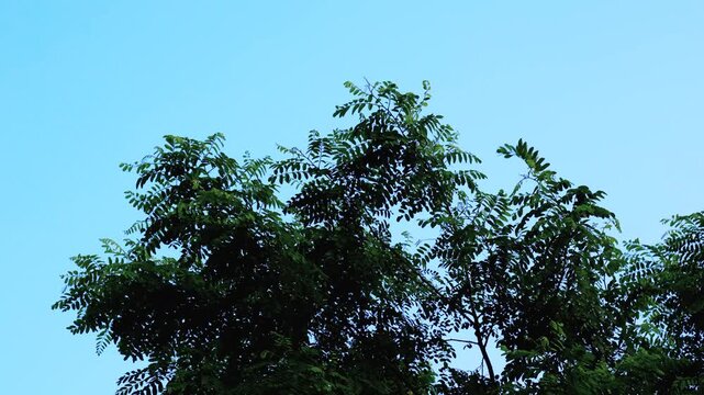 Black locust branches show dense green leaves. Wind moves the foliage across the upper canopy. Clear blue sky forms a simple background. The image can illustrate natural vegetation, outdoor conditions