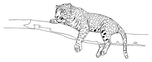 Leopard lying on tree branch continuous line art, wild cat jaguar in safari nature wildlife vector illustration © ----WWWLINE----