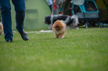 Pies Szpic miniaturowy, pomeranian  © Grzegorz