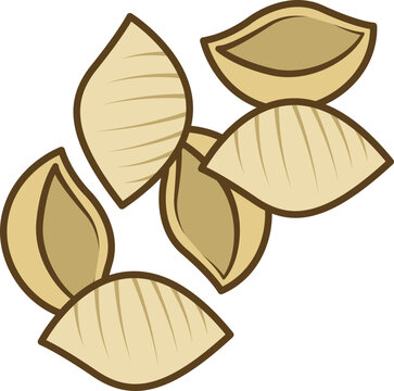 Illustration of Conchiglie Pasta Shapes