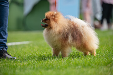 Pies Szpic miniaturowy, pomeranian  © Grzegorz