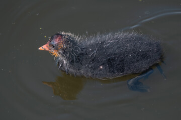 Coot chick (Fulica atra) swimming on water in natural pond, young wild bird displaying vibrant plumage colors © Víctor Sánchez