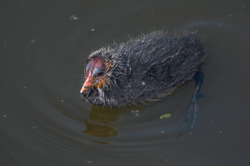 Coot chick (Fulica atra) swimming in murky pond water, a tiny black fluffball with orange and red markings exploring new habitat © Víctor Sánchez