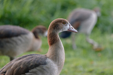 Egyptian goose, Alopochen aegyptiaca, close up in natural habitat, waterfowl standing on green grass, wild bird looking right © Víctor Sánchez