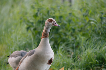 Egyptian goose, Alopochen aegyptiaca, standing alert in green grass, observing its surroundings in a natural wildlife habitat © Víctor Sánchez