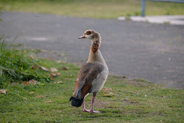 Egyptian goose (Alopochen aegyptiaca) standing on green grass near a park path, facing right in golden hour light © Víctor Sánchez
