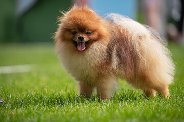 Pies Szpic miniaturowy, pomeranian  © Grzegorz