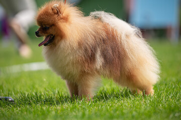 Pies Szpic miniaturowy, pomeranian  © Grzegorz