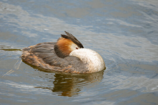 Great crested grebe (Podiceps cristatus) sleeping on tranquil water, resting aquatic bird in serene nature