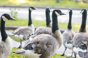 Canadian geese, Branta canadensis, flock standing on green grass by a road in an urban park, wildlife group together © Víctor Sánchez