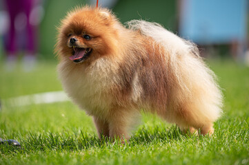 Pies Szpic miniaturowy, pomeranian  © Grzegorz