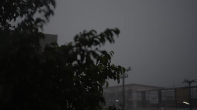 trong Korean Banyan In Stormy Rain