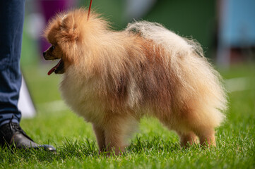 Pies Szpic miniaturowy, pomeranian  © Grzegorz