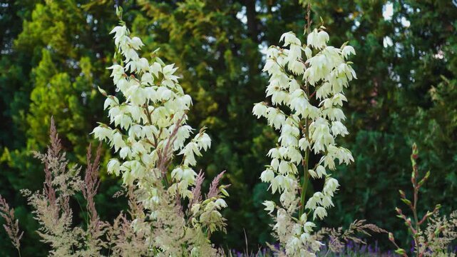 Tall yucca stalks carry clusters of pale flowers. Light wind moves the blooms and surrounding leaves. Dense greenery forms the background. The image can illustrate ornamental plants, garden vegetation