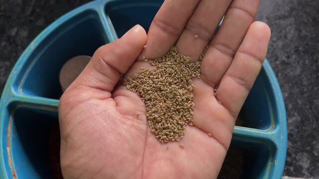 Person holding a handful of raw carom seeds over a traditional Indian spice box