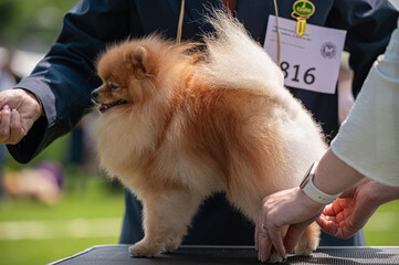 Pies Szpic miniaturowy, pomeranian  © Grzegorz