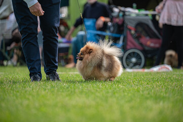 Pies Szpic miniaturowy, pomeranian  © Grzegorz