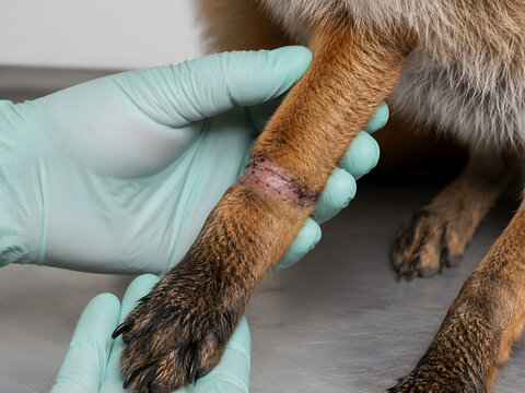 Medical examination of a pet dog's leg injury by a veterinarian wearing sterile gloves in a veterinary clinic