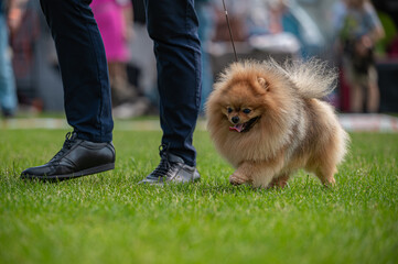 Pies Szpic miniaturowy, pomeranian  © Grzegorz