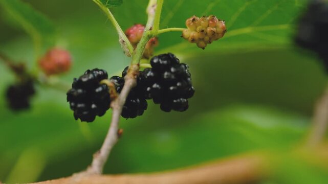 Ripe and unripe black mulberries hanging on branch with green leaves in summer garden