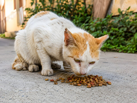 Homeless white and ginger cat feeding on dry kibble scattered on the street pavement