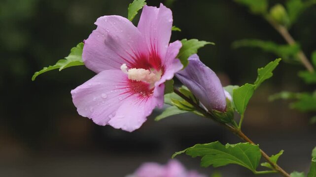 Pink hibiscus syriacus flower with water drops blooming in summer garden
