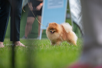 Pies Szpic miniaturowy, pomeranian  © Grzegorz
