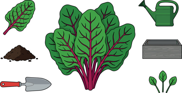 Fresh Swiss Chard Gardening Vector Icon Set with Red Beet Greens Shovel Soil Watering Can Wooden Planter Box and Sprouts