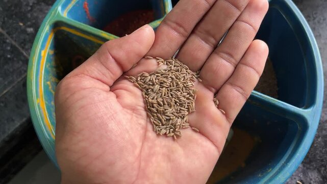 Close up of fresh raw cumin seeds held in hand for cooking