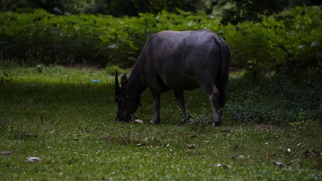 Thai Water Buffalo Grazing on Green Grass in Rural Thailand