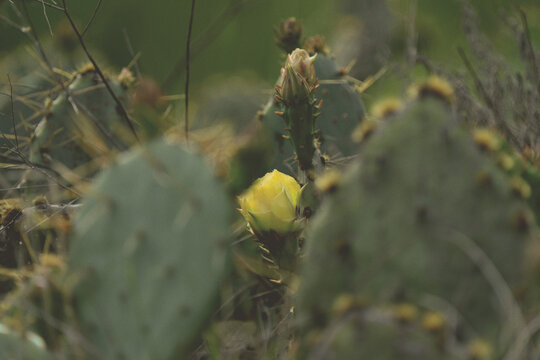 Close-up of a yellow prickly pear cactus flower in bloom