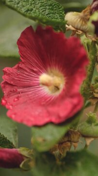 Close-up of dark red hollyhock flower with water drops after rain in summer garden