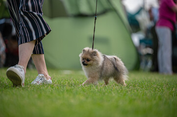 Pies Szpic miniaturowy, pomeranian  © Grzegorz