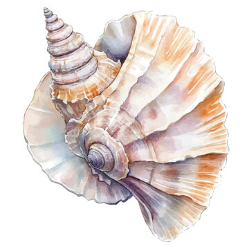 Marang, illustration watercolor with dynamic strokes and balanced color harmony, isolated on a white background.