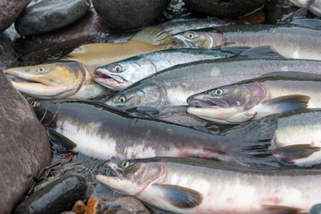 Fototapeta premium Fresh pink salmon catch arranged on rocks at the fishing harbor
